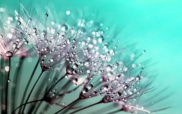 Shallow focus photo of flowers